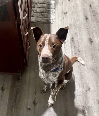 Rehoming Amazing Blue Heeler/GSP mix (Mission Valley) (Mission Valley)63819964995073122