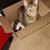 Calico 2 thumbnail