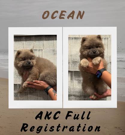 Akc chow chows (Snyder)63852007430145121