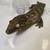 Leachianus (Leachie) Gecko 2 thumbnail