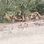 1963 Massey Ferguson Model.202...Front loader with  Model 220 backhoe 1 thumbnail