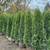 Parra’s Landscaping & Tree Services 11 thumbnail