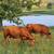 Gentle Heat Tolerant Grass Efficient Cows - Gelbvieh/Red Angus/Senepol 15 thumbnail
