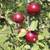 Dwarf Fruit trees & berry bushes 7 thumbnail