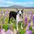 Adult female Boston Terrier 2 thumbnail