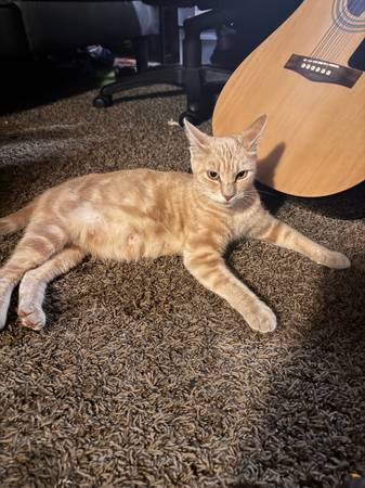 Female cat to good home (Centralia)63853558217859121