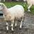 Comnercial white face ewes 1 thumbnail