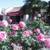 Landscaper 4 thumbnail