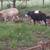 Ram lambs 2 thumbnail