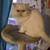 Persian kittens 11 thumbnail