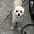 BichonPoo Puppies 2 thumbnail