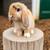 Harliquin holland lop rabbit 1 thumbnail