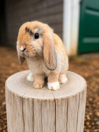 Harliquin holland lop rabbit 1