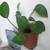 Pothos aka Epipremnum Aureum Live House Plant 2 thumbnail
