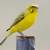 Canaries for sale 8 thumbnail