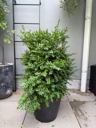 Boxwood green mountain 1