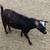 ADGA Nigerian Dwarf Does & Homemade Natural Goats Milk Soap 3 thumbnail