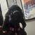 Black cocker spaniel female 1 thumbnail