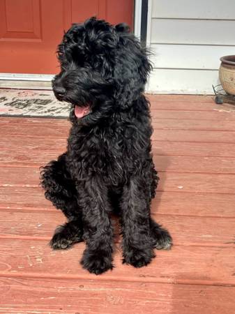 Female Goldendoodle puppy 1