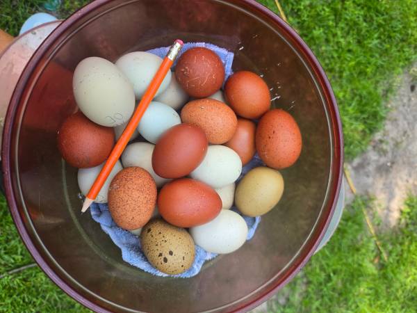 Soy free eggs 1