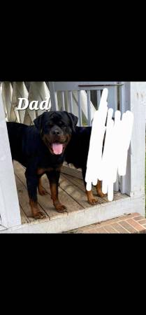 Akc German rottweiler pups63739476357633120
