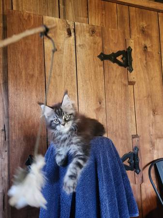 Imported Male Maine Coon Kitten (Monkton)63669519283329120