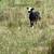 Purebred Katahdin Hair Sheep Looking For New Pastures 1 thumbnail