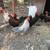 roosters & hens 1 thumbnail
