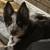 $35.00/Night Dog Boarding - Cozy Stays & Belly Rubs! 17 thumbnail