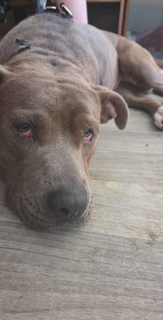 Perra pitbull hembra nugget de pollo (Benson az)63622393074563123