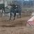 Bred angus cross cow 1 thumbnail