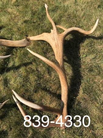 Buying all antlers 1