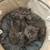 Beautiful British longhair kittens 7 thumbnail