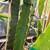 Exotic Dragon Fruit Starter Plants Season END Buy 2 Get 1 FREE Sale! 3 thumbnail