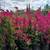 Bougainvillea 16 thumbnail