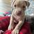 AMERICAN BULLY PUPPIES 4 thumbnail