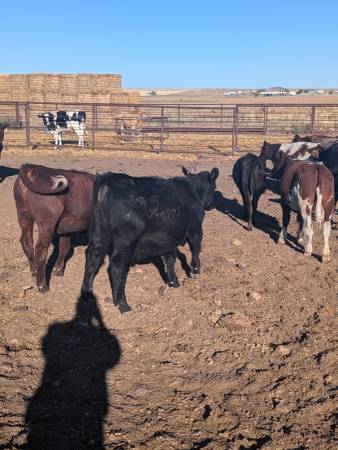 Processed Beef and pork 1