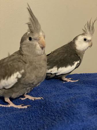 Cockatiels (Newnan)63881506521603124