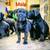 Cane Corso Pup 8 thumbnail
