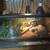 Banana ball python 2 thumbnail