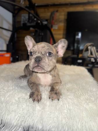 Female frenchie 1