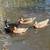 Young Call Ducks 2 thumbnail