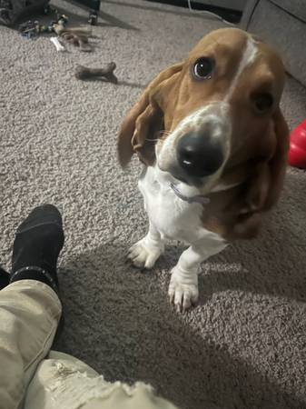 Basset Hound Puppy (Sioux Falls)63425827126401123