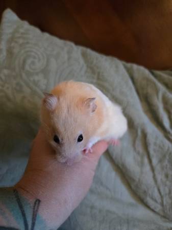 Hamster (Des Moines)63671572776193120