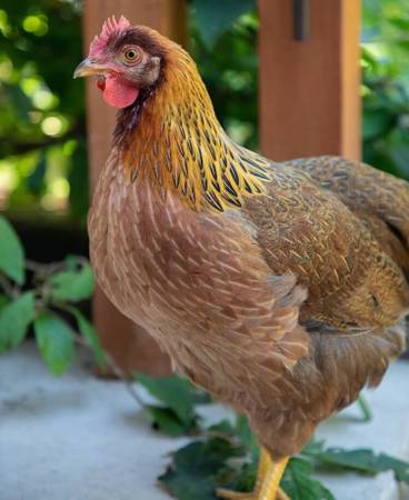 Welsummer Flock 6mths Old Hens Chickens 1