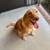Female Labradoodle 1 thumbnail