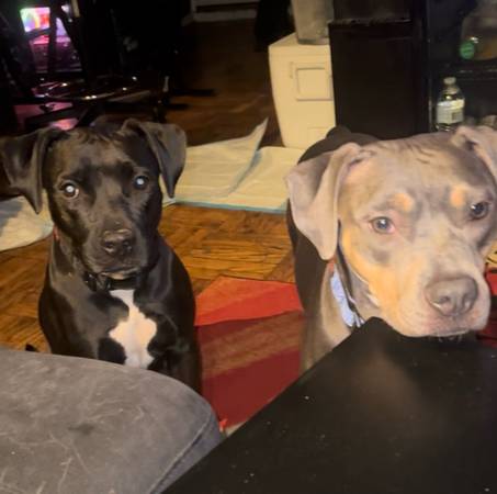 2 pitbull pups for rehoming (Bronx)63923588564739121