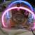 NEON SEE THRU RADIO LIGHTS UP 10 thumbnail