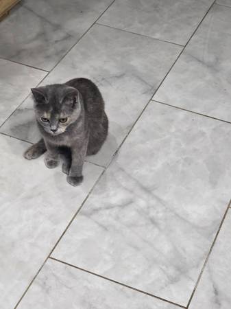 female cat/kitten (Chandler)63976603857795122