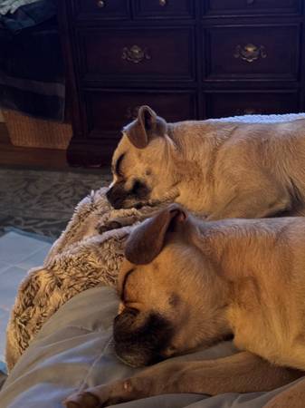 Found Pugs (Abq)64013897182467121